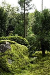 Moss garden – Kyoto