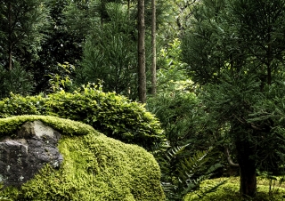 Moss garden – Kyoto