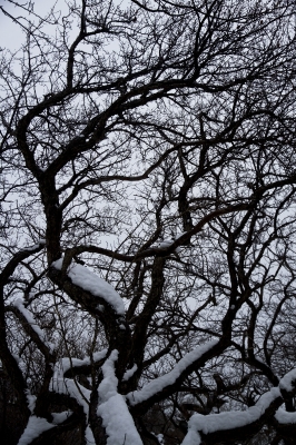 Huangshan – Trees in winter.