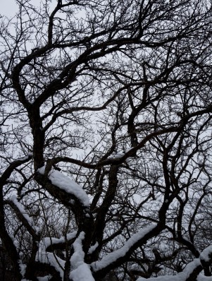 tree winter
