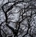 tree winter